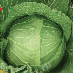 Джигит F1 семена капусты белокочанной (Гавриш)