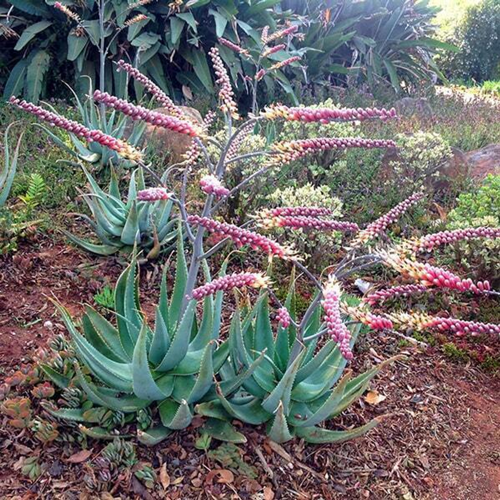 Семена АЛОЭ - Aloe Globuligemma