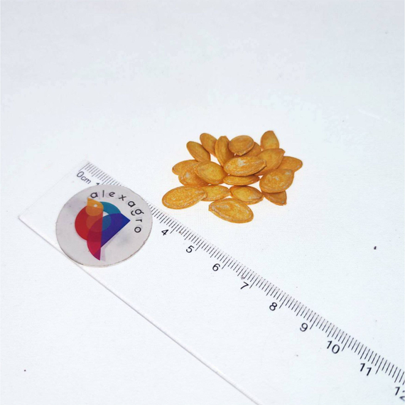 Йеллоуфин F1 семена кабачка (Enza Zaden /ALEXAGRO) – фото 4