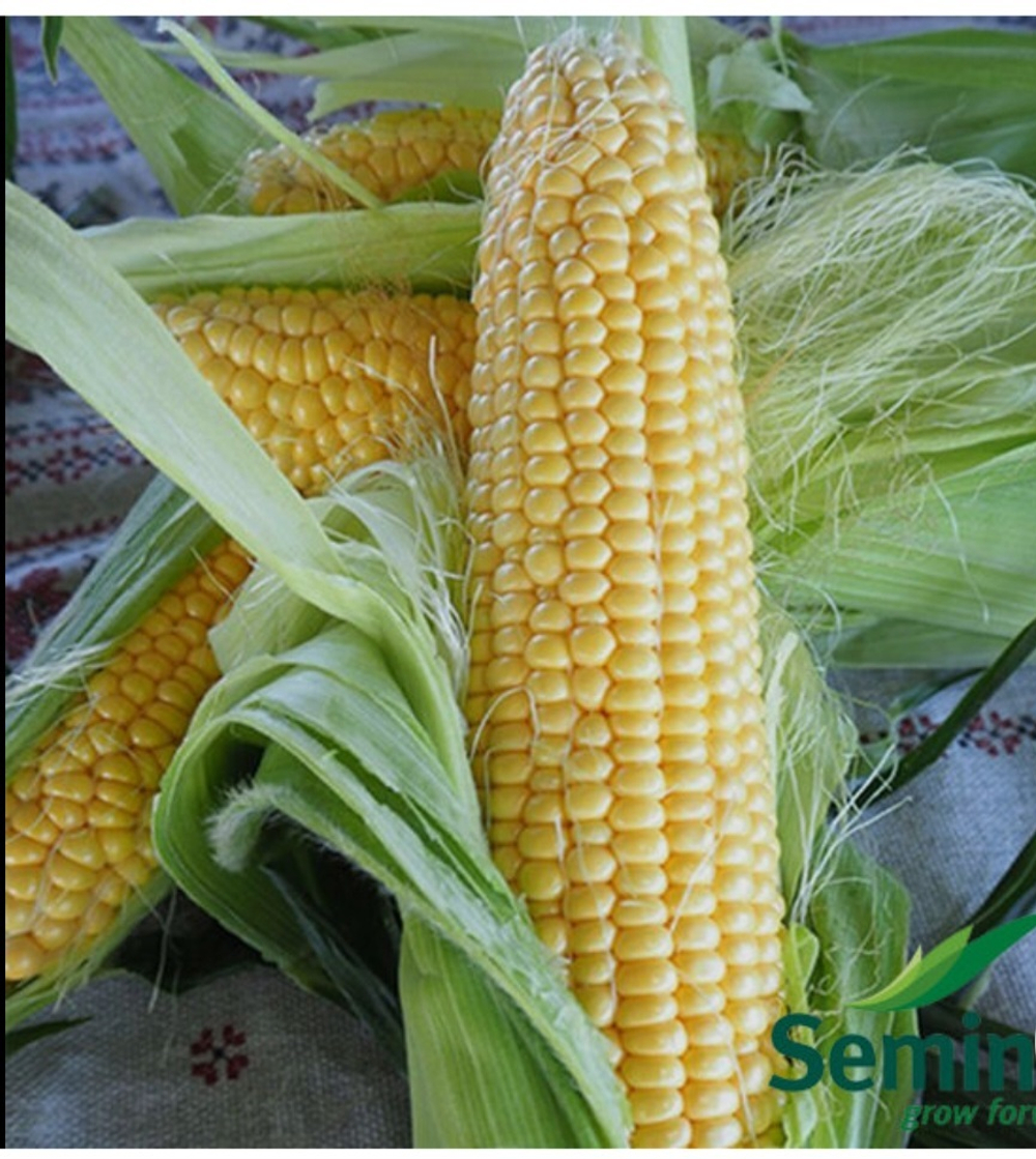 Кукуруза сладкая Мессенджер F1 - Messenger F1 5000семян
