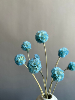 Скабиоза голубая