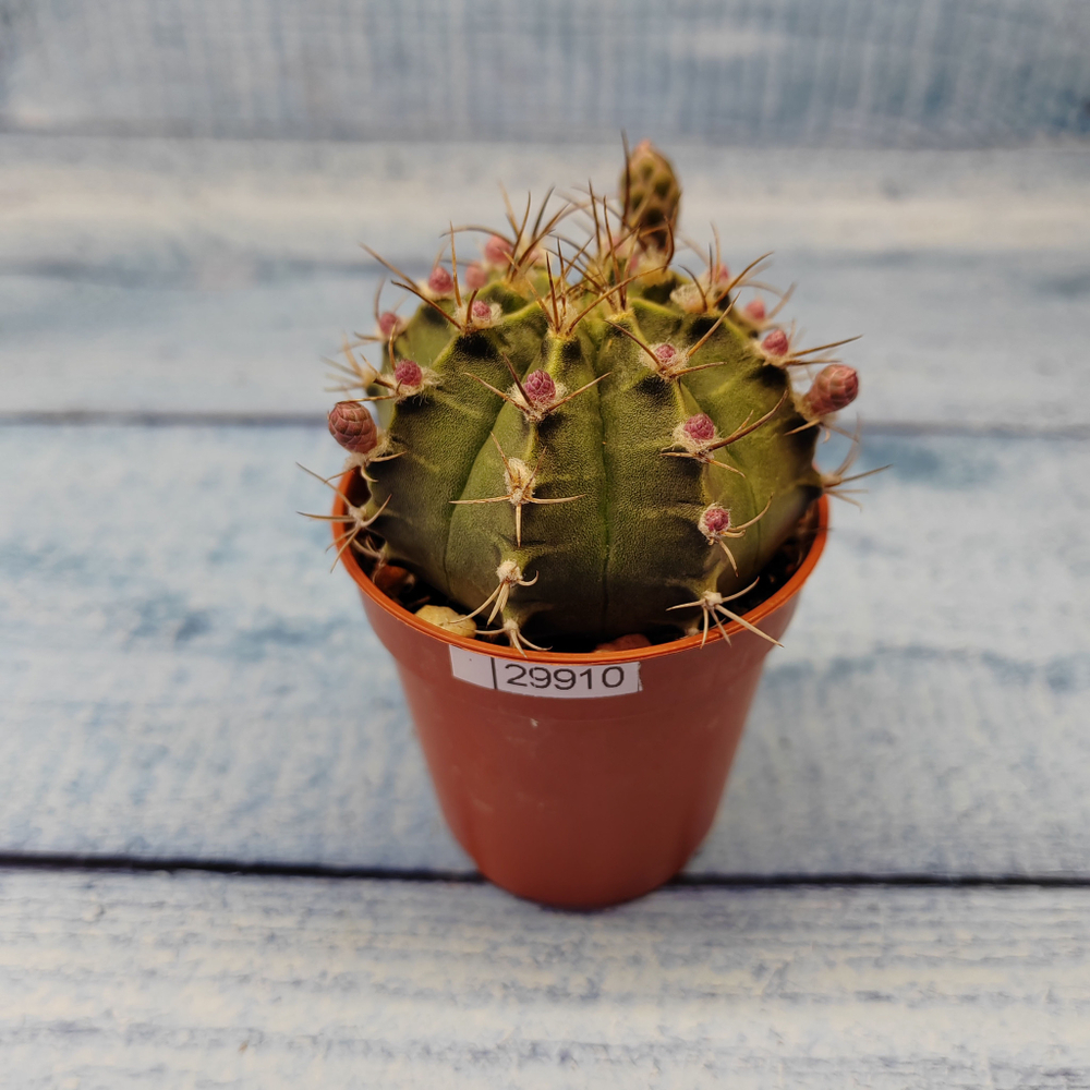 Gymnocalycium Friedrichii (Гимнокалициум)