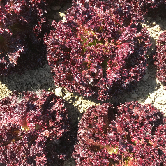 Кармези семена салата лолло росса (Rijk Zwaan / ALEXAGRO) культура