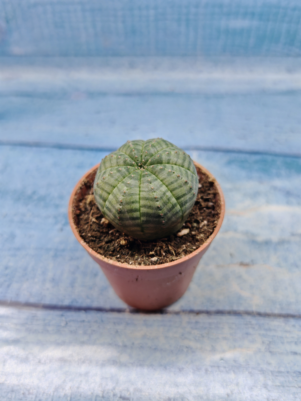 Euphoria Obesa (Эуфорбия)