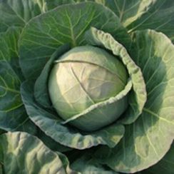 БУХАРЕСТ F1 семена капусты белокочанной (Seminis | Alexagro)