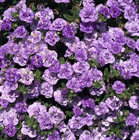 Калибрахоа Минифамоуз Нео дабл Лупи лавандер