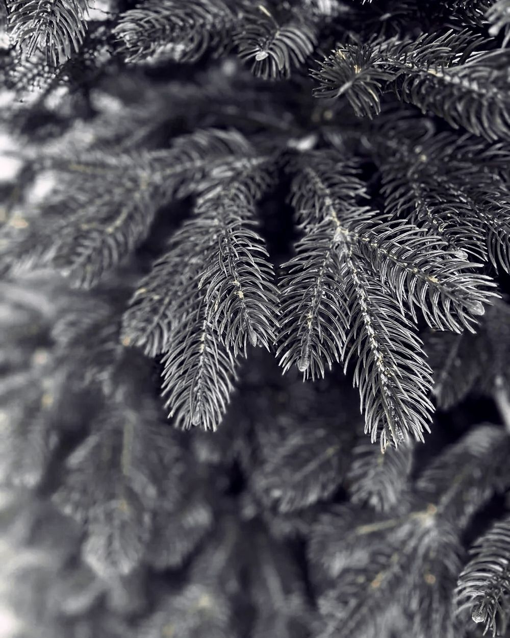 Искусственная елка «Королева леса в черном» (литая хвоя) от 1,2 м до 3 м