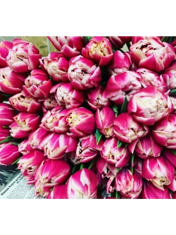 Тюльпаны пионовидные ,луковицы 12+ сорт COLUMBUS (3штуки)