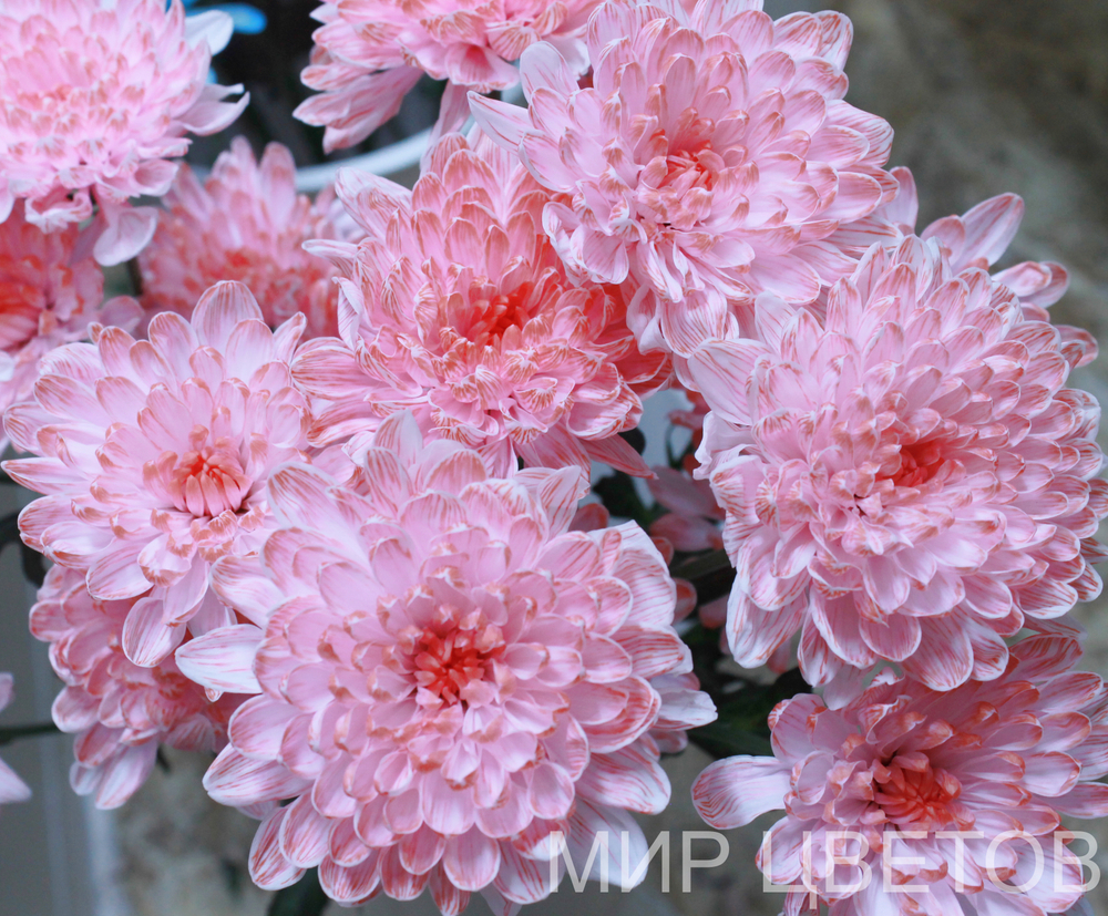 Хризантема кустовая Алтай нежно красная
