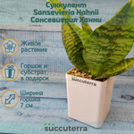 Sansevieria Hahnii (Сансевиерия)