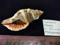 Циматиум Пилар "70-90мм"