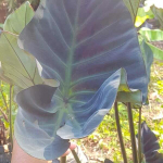 Колоказия KOPIKA