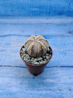 Astrophytum Asterias "Super Kabuto" (Астрофитум)