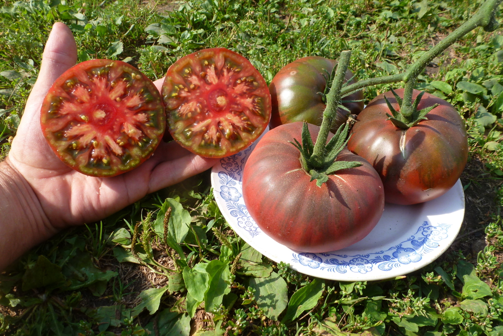 Помидоры – Фермерский Чёрный