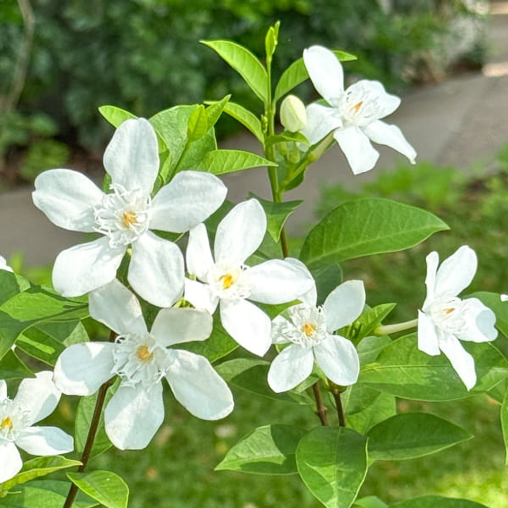 Райтия дизентирийная – Wrightia antidysenterica