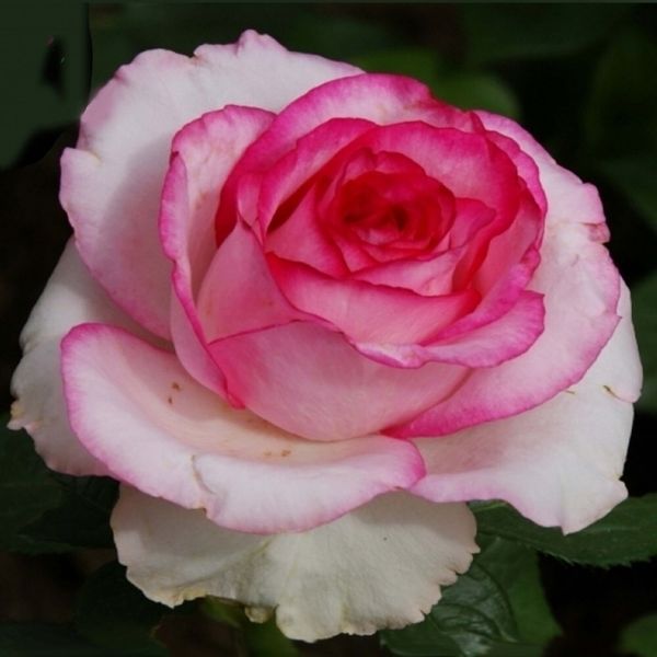 Роза чайно-гибридная Дольче Вита "Dolce Vita"
