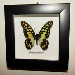 Бабочка Graphium tynderaeus в рамке