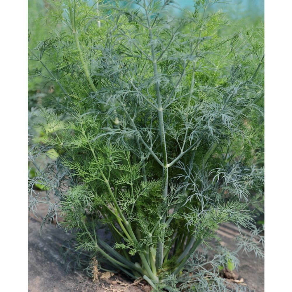 Марафон семена укропа (Гавриш)