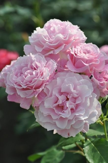 Сайлент лав (Silent love)