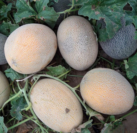 Гривна F1 семена дыни (Гавриш) – фото 4