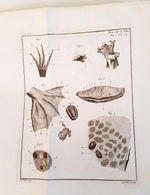 "Oeuvres d'histoire naturelle et de philosophie de Charles Bonnet." Charles Bonnet, Neuchatel, Chez S. Fauche, 1783 г.