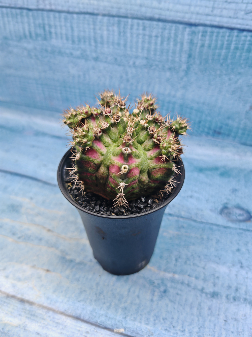 Gymnocalycium T-Rex Pink hybride (Гимнокалициум T-rex)