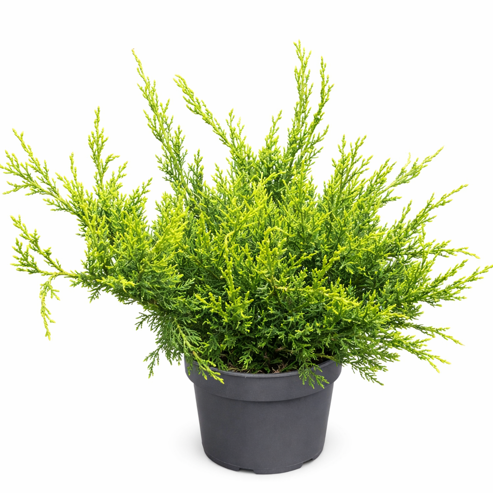 Можжевельник "Mint Julip"