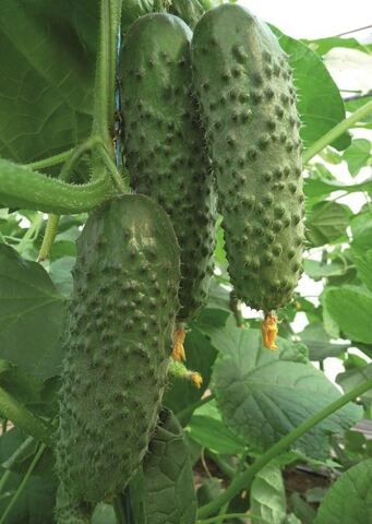 Огурец Авион