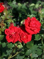 Роза флорибунда Нина Вейбул