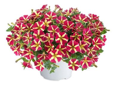 32250 Петуния FORTADO QUEEN OF HEARTS