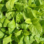 Махито семена мелисы (Гавриш)