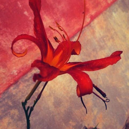 Фотогравюра Клавихо-Телепнев ЛИЛИЯ