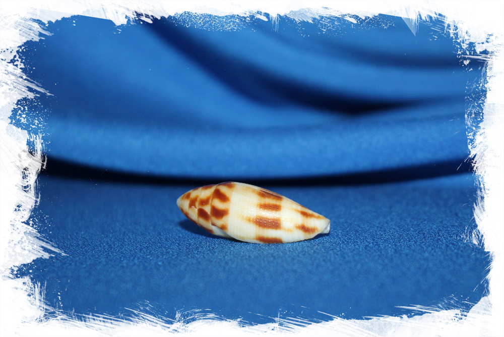 Коллекционная морская ракушка Conus mitratus, Конус митратус