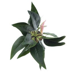GAEM Цветочная композиция "Спатифиллум", L17 W12 H40 см