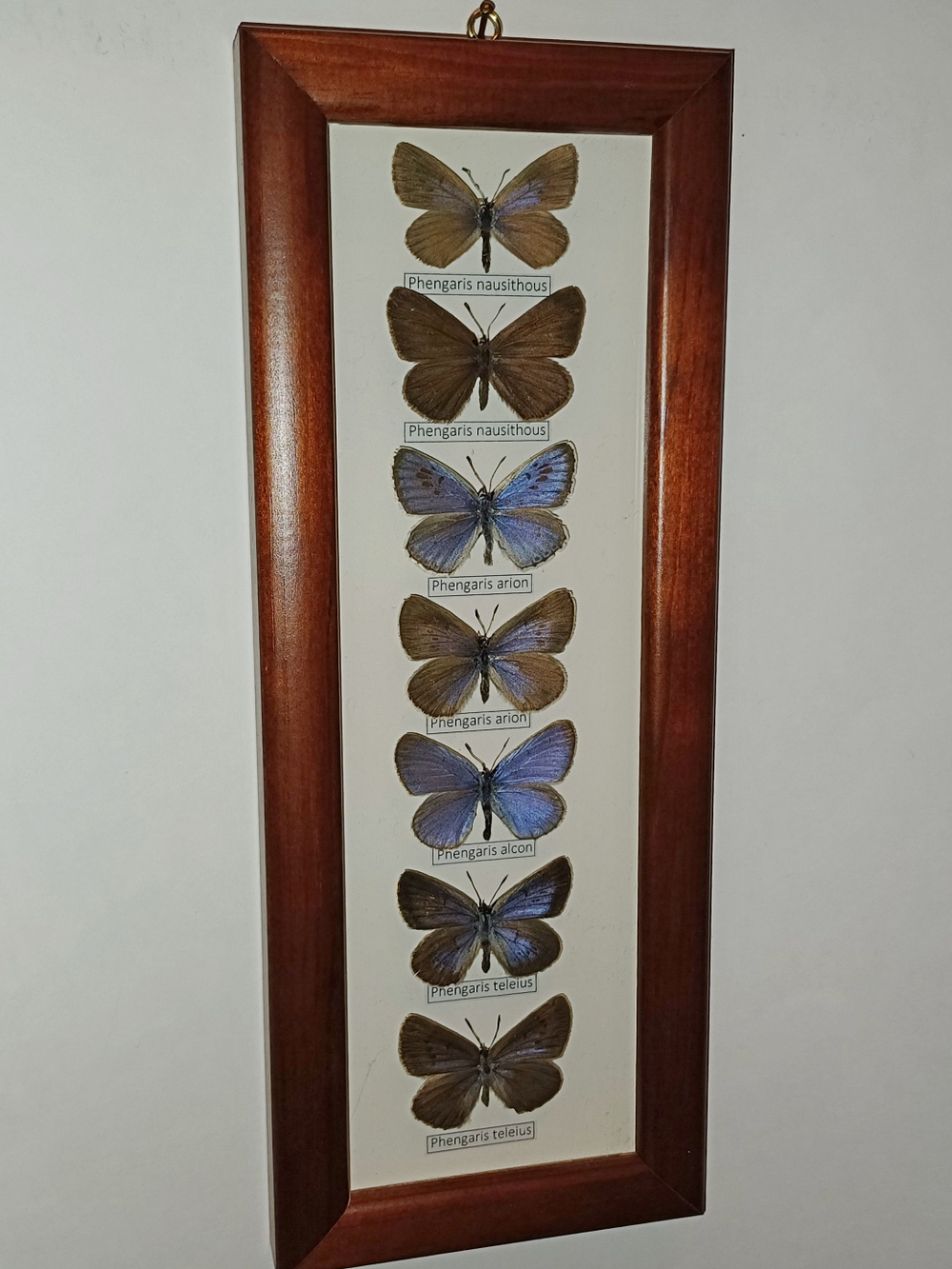 Коллекция голубянок рода Phengaris