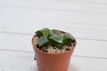 Haworthia Comptoniana hyb (Хавортия) (SCT29232)