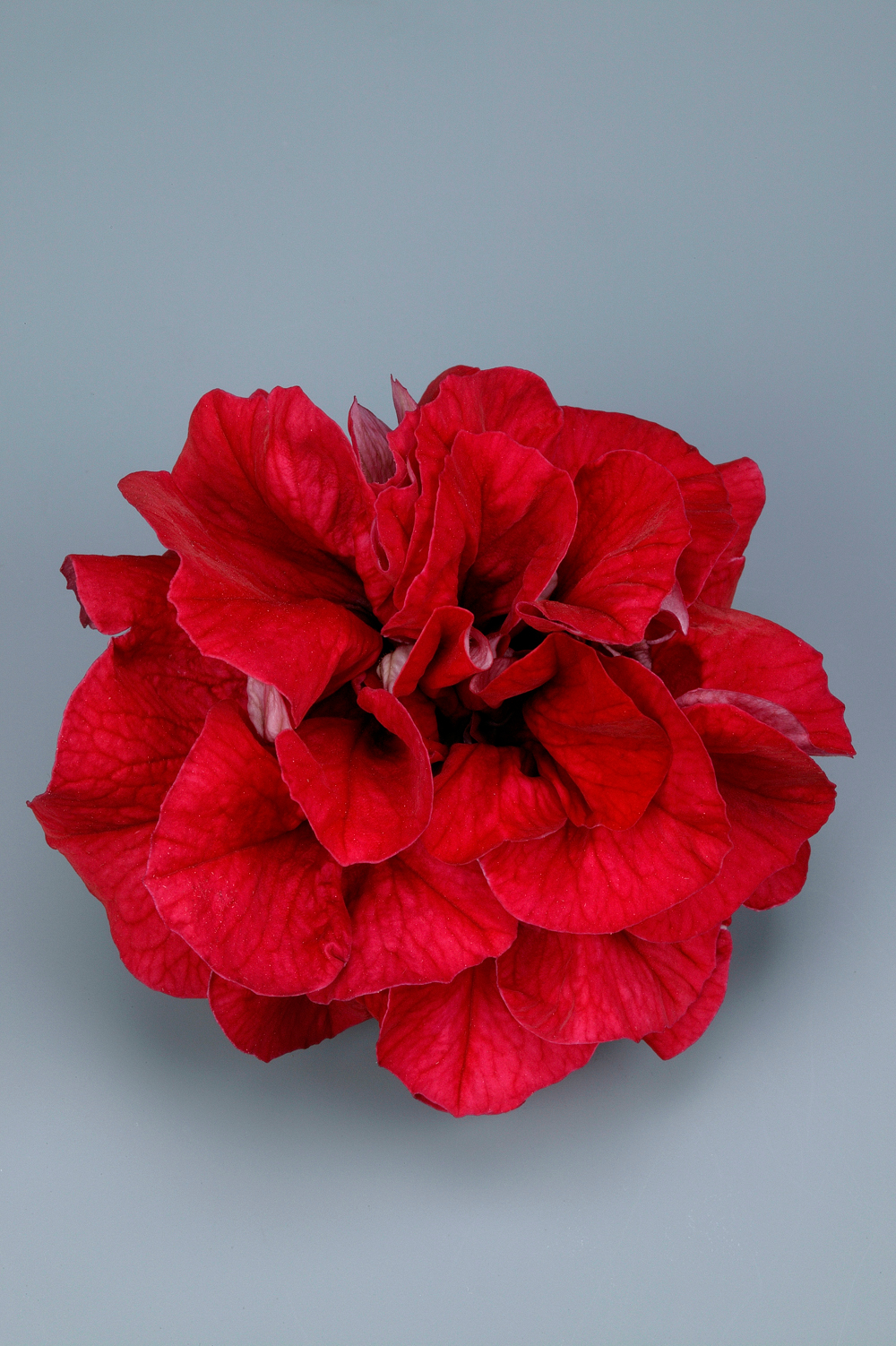 ЕВРО Петуния Surfinia Double Red укорененный черенок ОКС март Koh