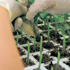 Бауман F1 семена подвоя томата (Sakata / Саката)