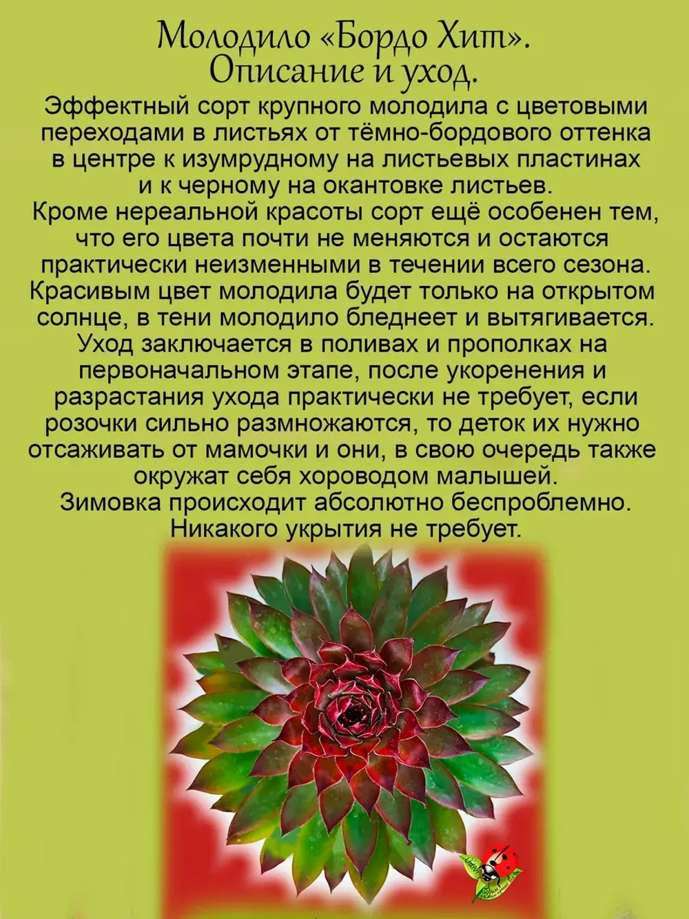 Молодило Бордо Хит бордово изумрудное