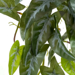 Филодендрон Бургунди куст 45 см.