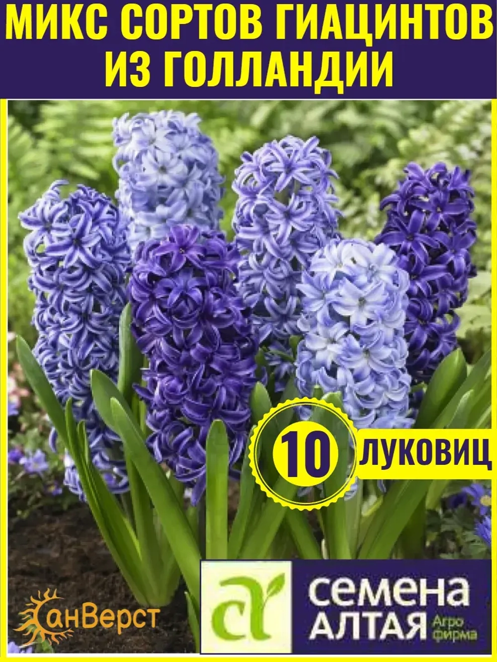 Гиацинты луковицы для посадки 10 шт. Микс цветов