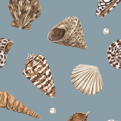 Морские ракушки на светло-голубом фоне