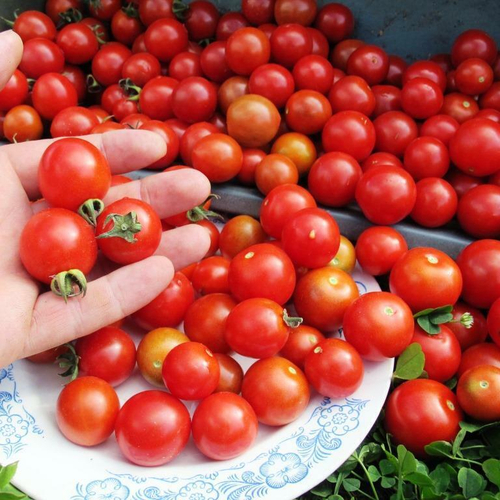 Помидоры The Best of The Best - Лучший из Лучших