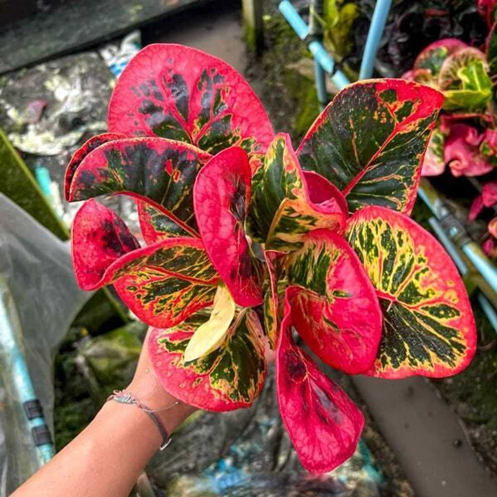 Кротон SAP SOMBOON