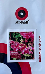 Бегония клубневая Шансон розовая 20шт.