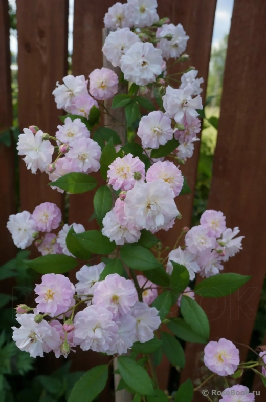 Роза Бризе Парфюм штамб 160-180 см Закупка М21