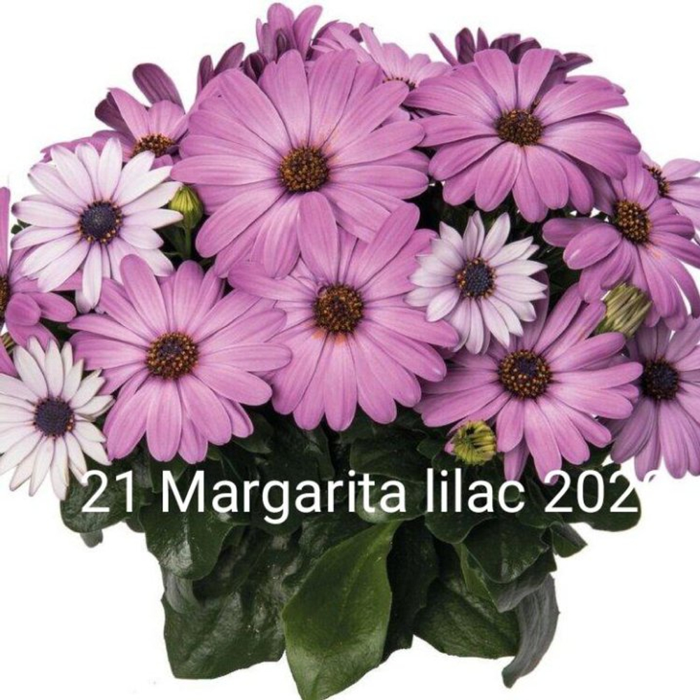 Ос5 Остеоспермум Margarita Lilac 