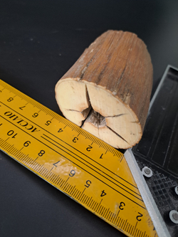 Бивень мамонта для коллекции