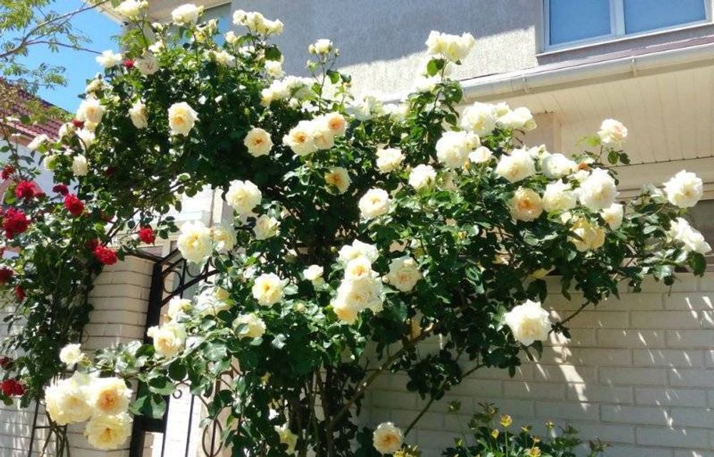 Шнеевальцер (Schneewalzer)